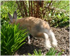 Der Osterhase auf der Flucht