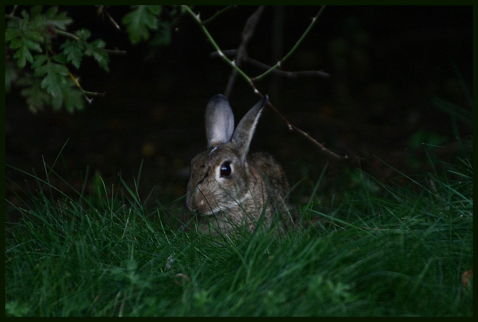 der osterhase ;)