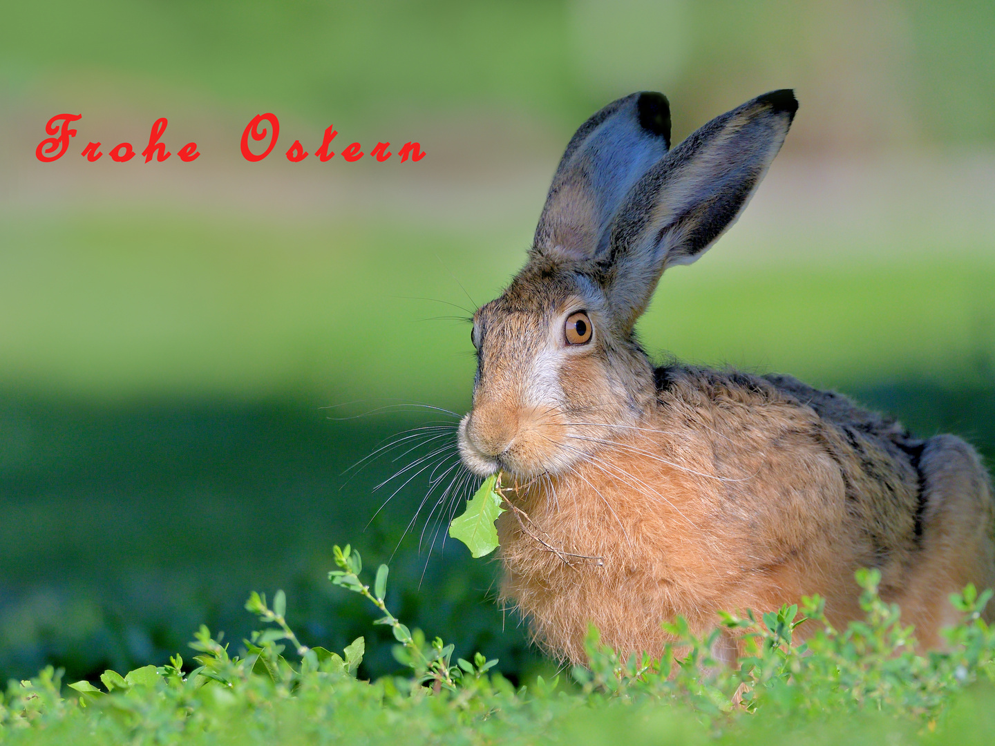 Der Osterhase