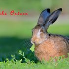 Der Osterhase