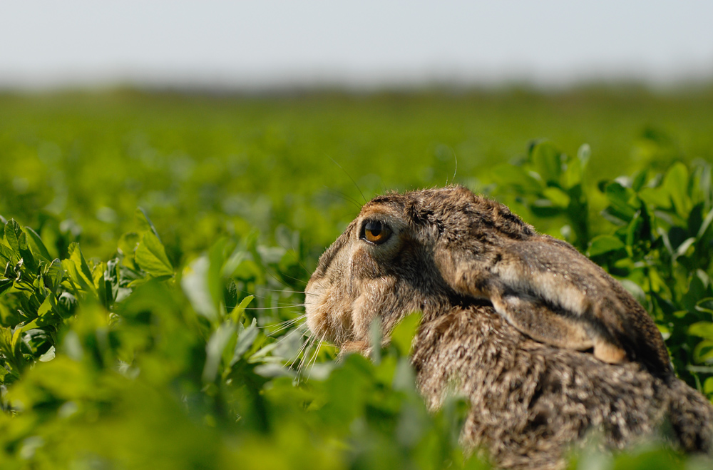 Der Osterhase.