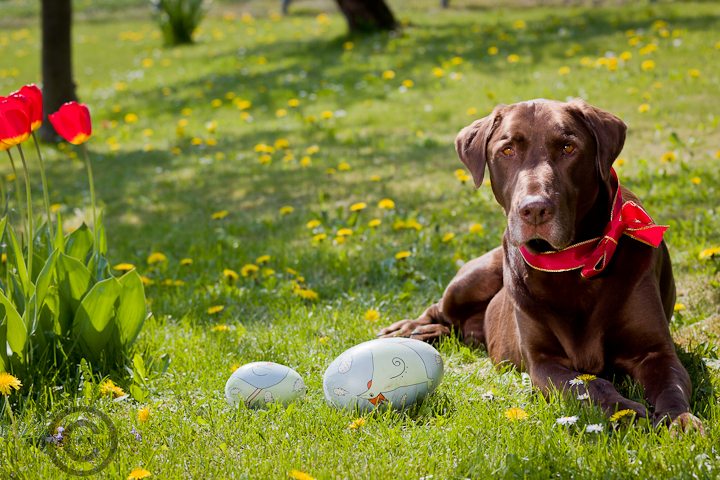 der Osterhase einmal anders