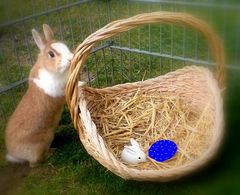 Der Osterhase hat heute schon mal bei mir vorbeigeschaut