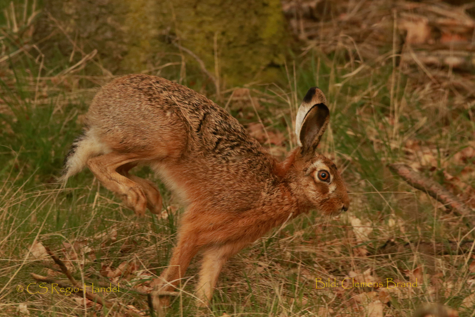 Der Osterhase im Galopp