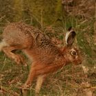 Der Osterhase im Galopp