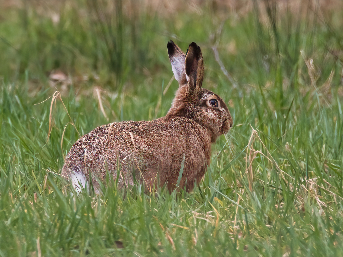 Der Osterhase ist auch schon da