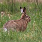 Der Osterhase ist auch schon da