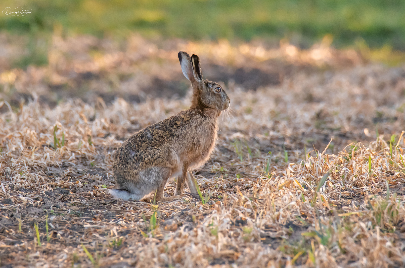 Der Osterhase ist auch schon unterwegs