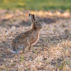 Der Osterhase ist auch schon unterwegs