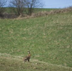 Der Osterhase ist schon da...