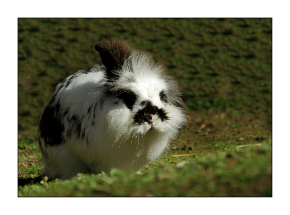 Der Osterhase kommt