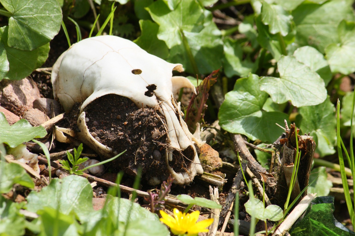 ~ Der Osterhase kommt dieses Jahr nicht ~