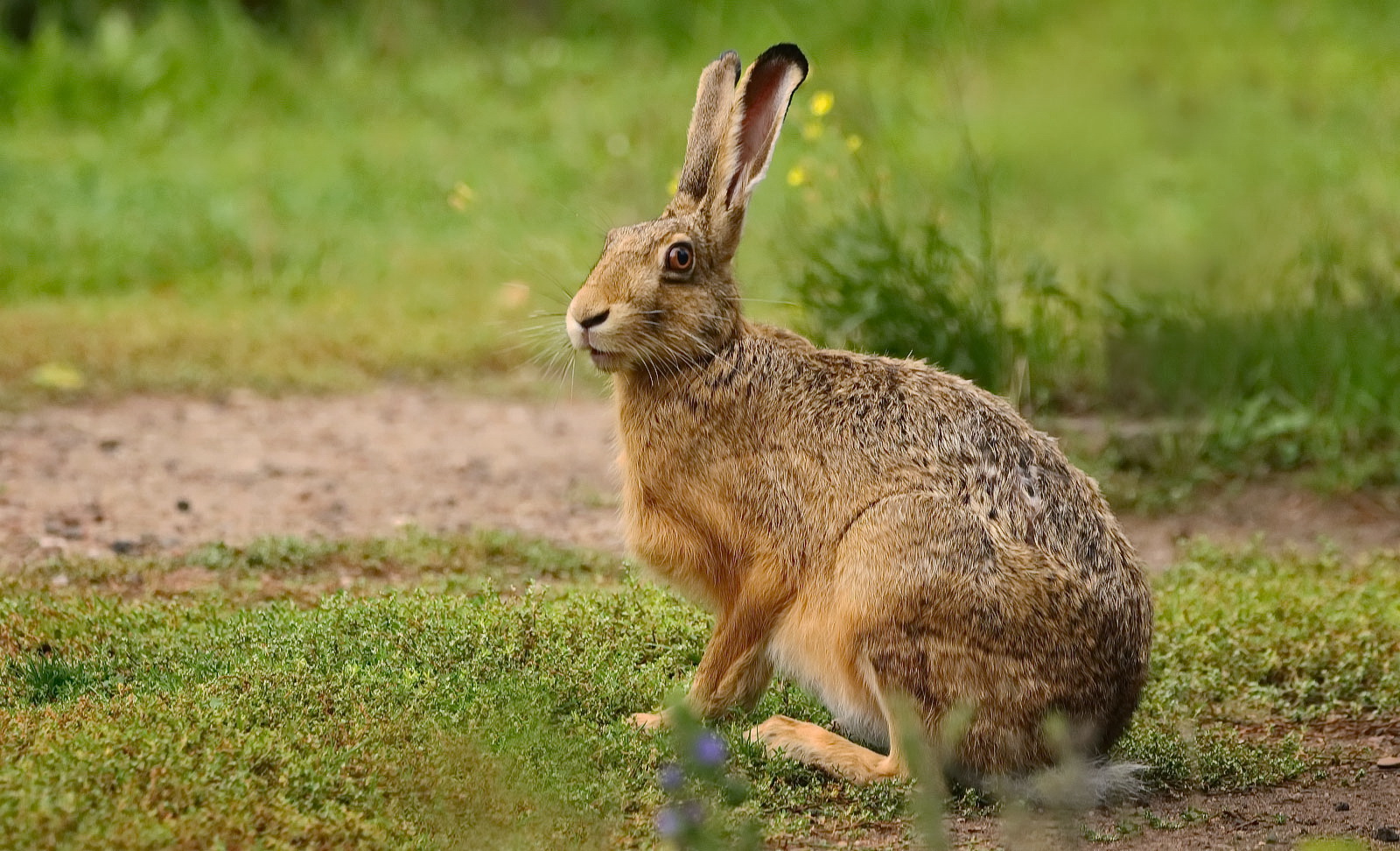 Der Osterhase läßt grüßen