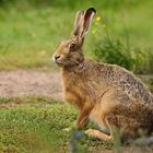 Der Osterhase läßt grüßen