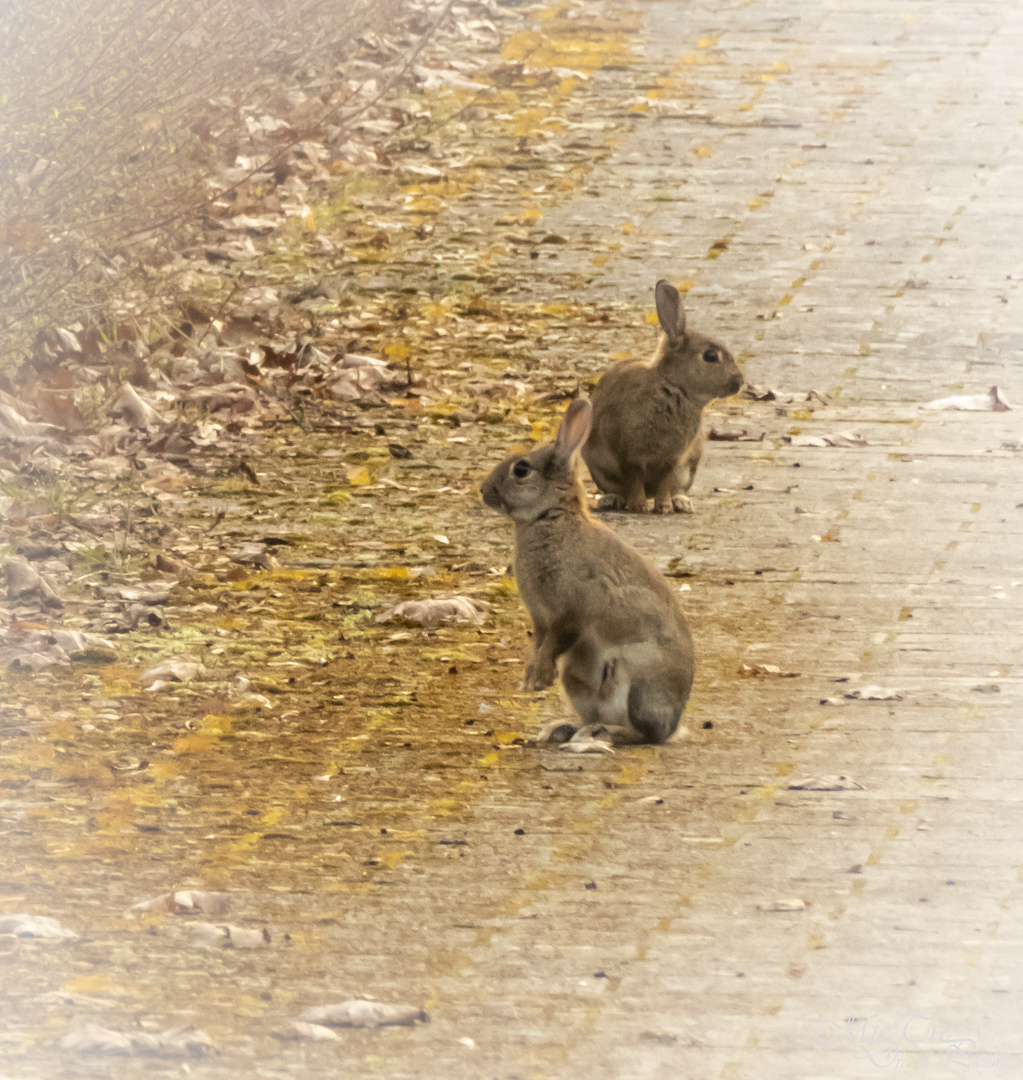 Der Osterhase mal noch die Eier an, aber seine kleinen Helfer sind schon da :)