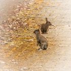 Der Osterhase mal noch die Eier an, aber seine kleinen Helfer sind schon da :)