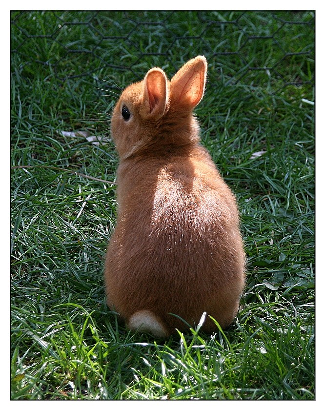 Der Osterhase nach getaner Arbeit...