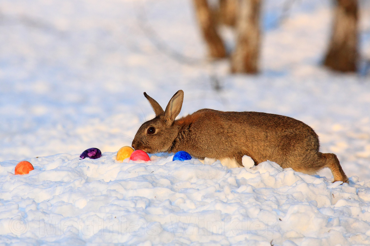 Der Osterhase versteckt die Ostereier zu Ostern 2013