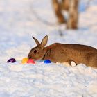 Der Osterhase versteckt die Ostereier zu Ostern 2013