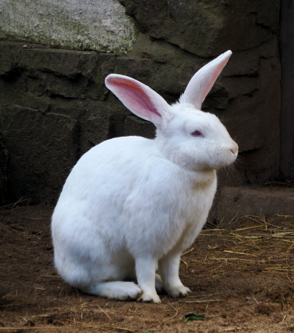 Der Osterhase wartet schon auf seinen Start …