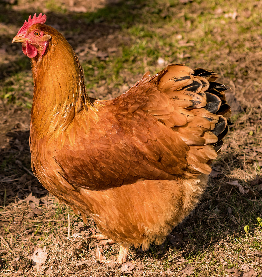 der Osterhase will Akkordarbeit