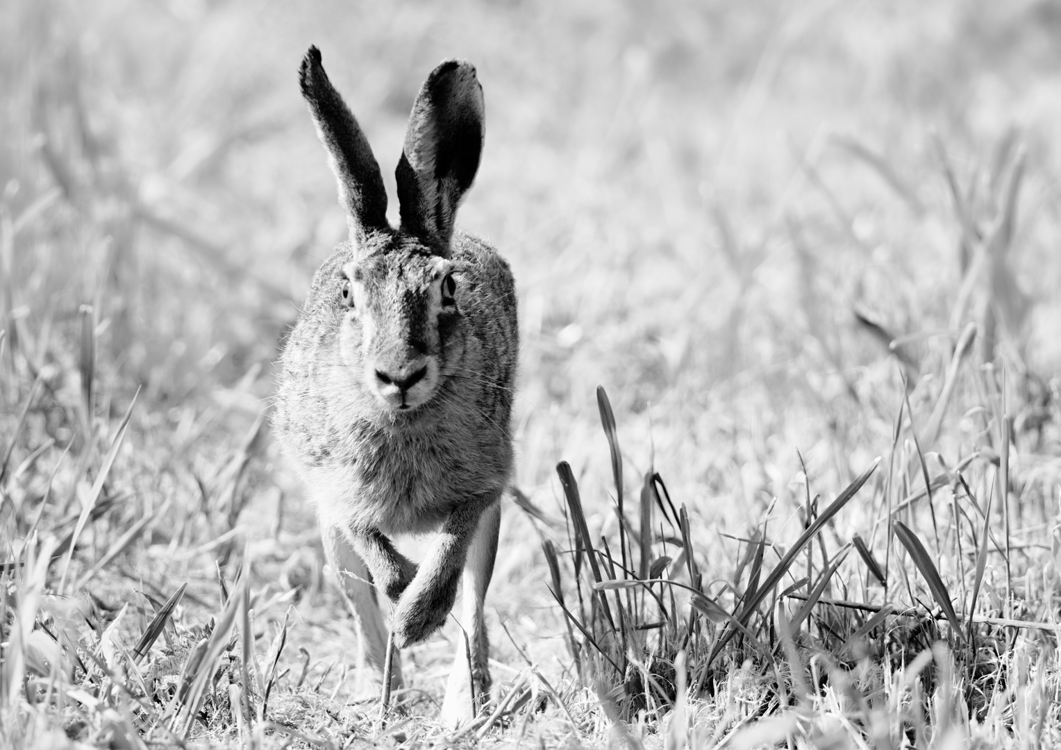 Der Osterhase wird da sein