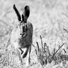 Der Osterhase wird da sein