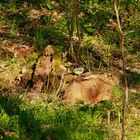 Der Osterhase wird von einemMeischen geweckt!