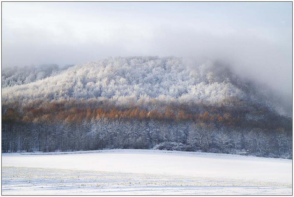 Der Osterwald im Winter