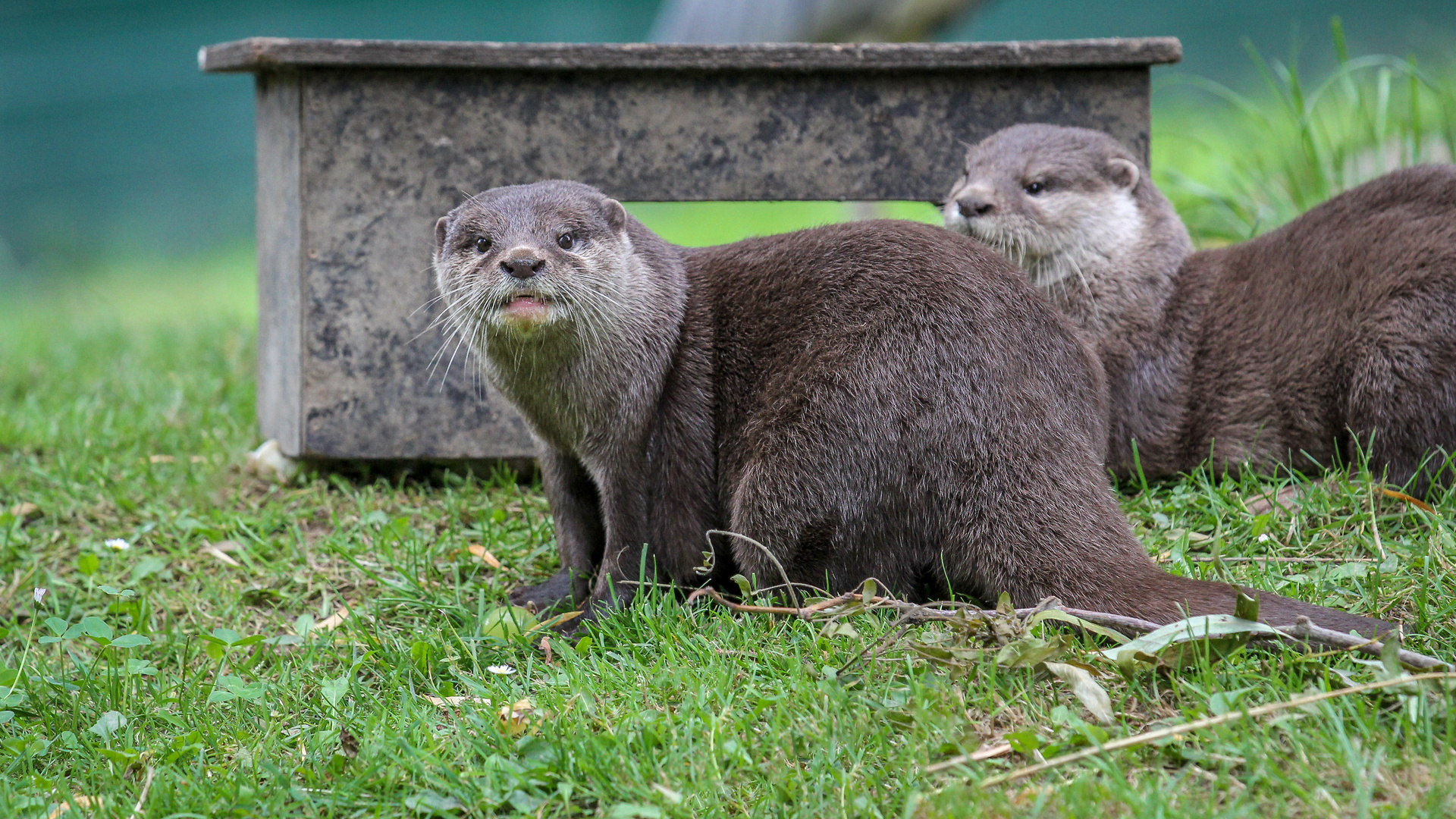 Der Otter