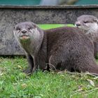 Der Otter