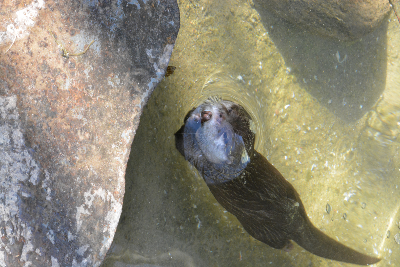 Der Otter Foto & Bild natur, landschaft, zoo Bilder auf