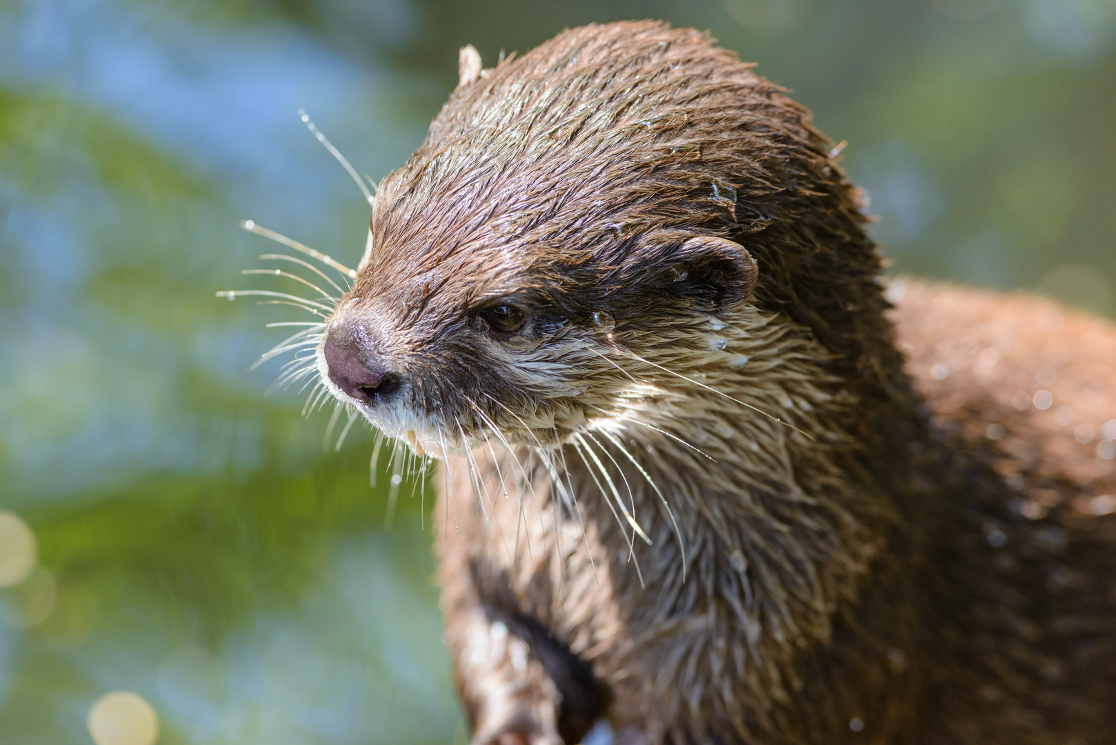 Der Otter