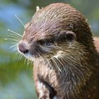 Der Otter