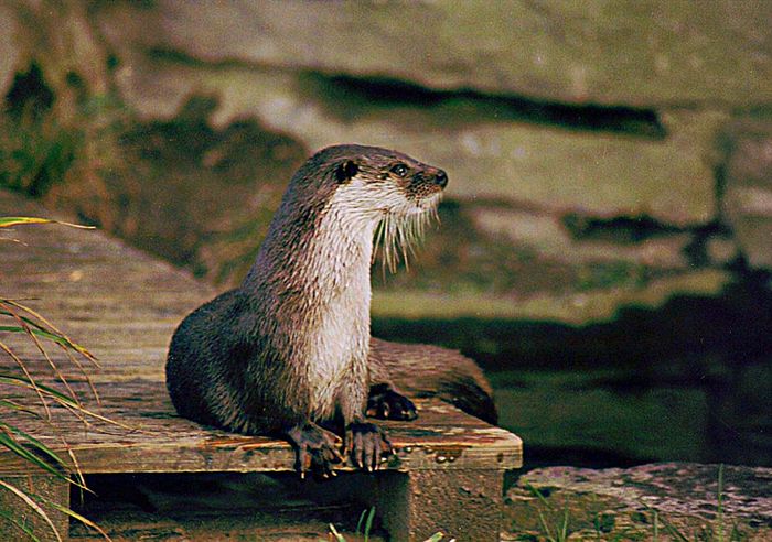 Der Otter auf der Brücke