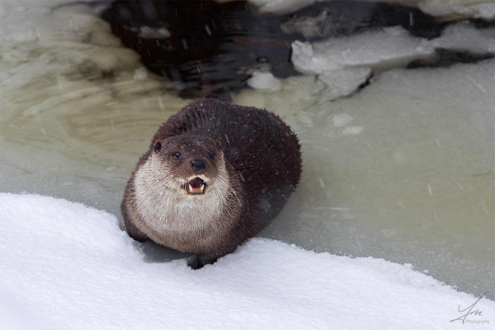 Der Otter & der Fotograf