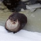 Der Otter & der Fotograf