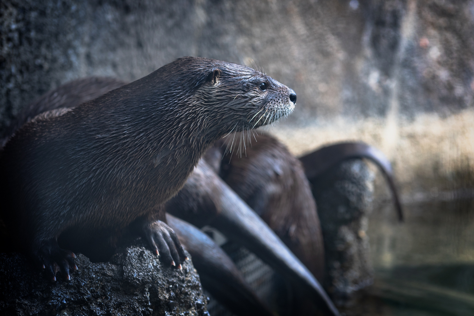 Der Otter