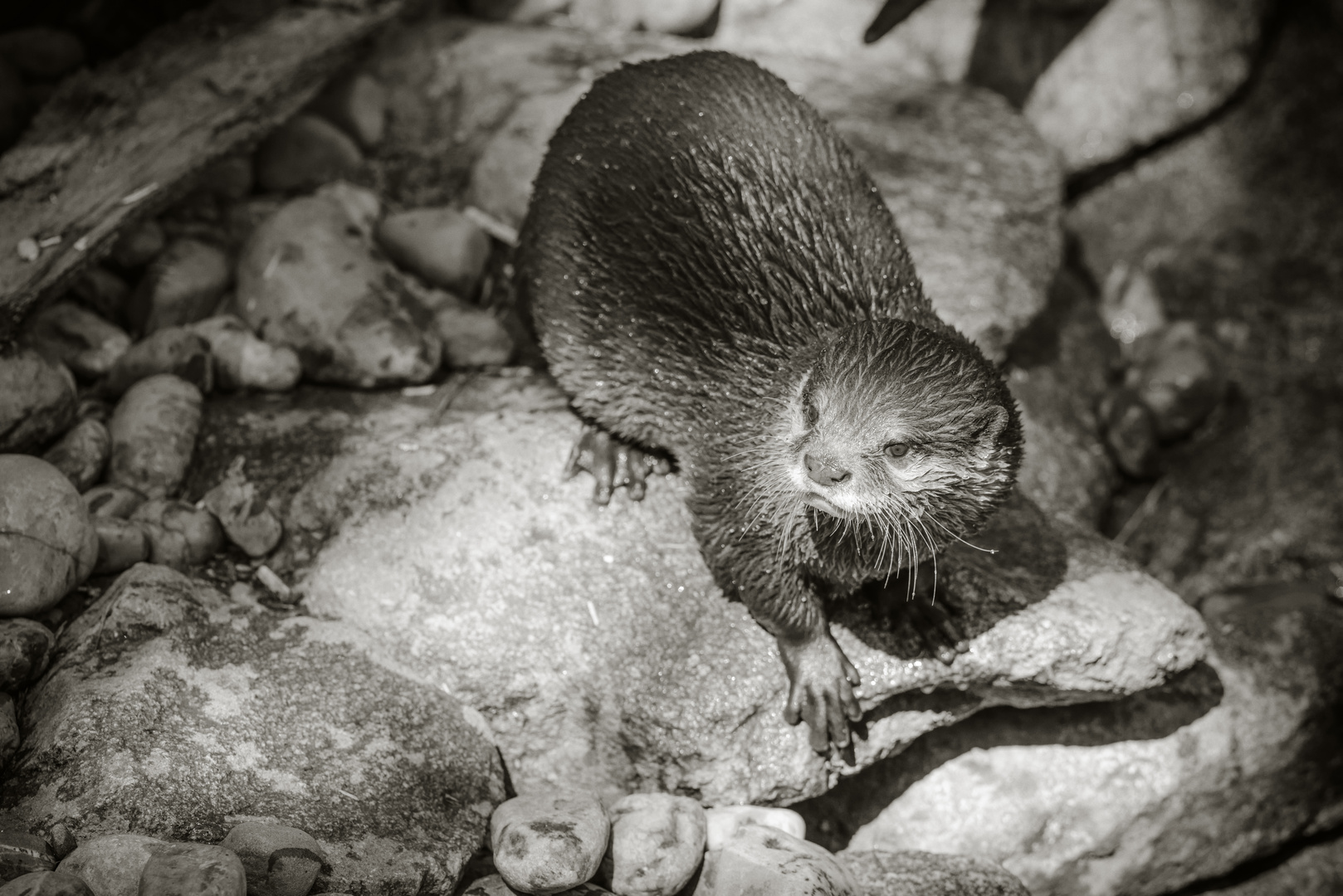 Der Otter II