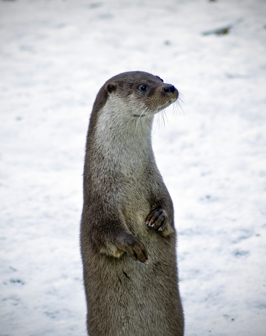 Der Otter im Schnee