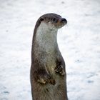 Der Otter im Schnee