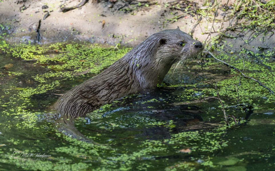 Der Otter versteckt sich auf der falschen Seite