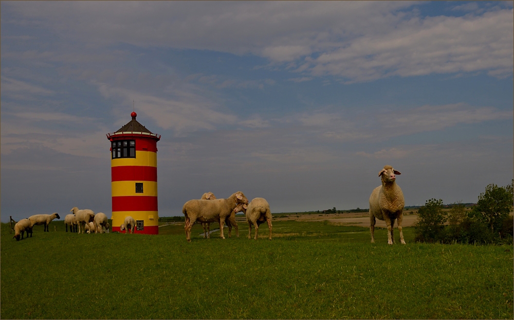 Der „Otto Leuchtturm“ mit seinen Schafen ...,