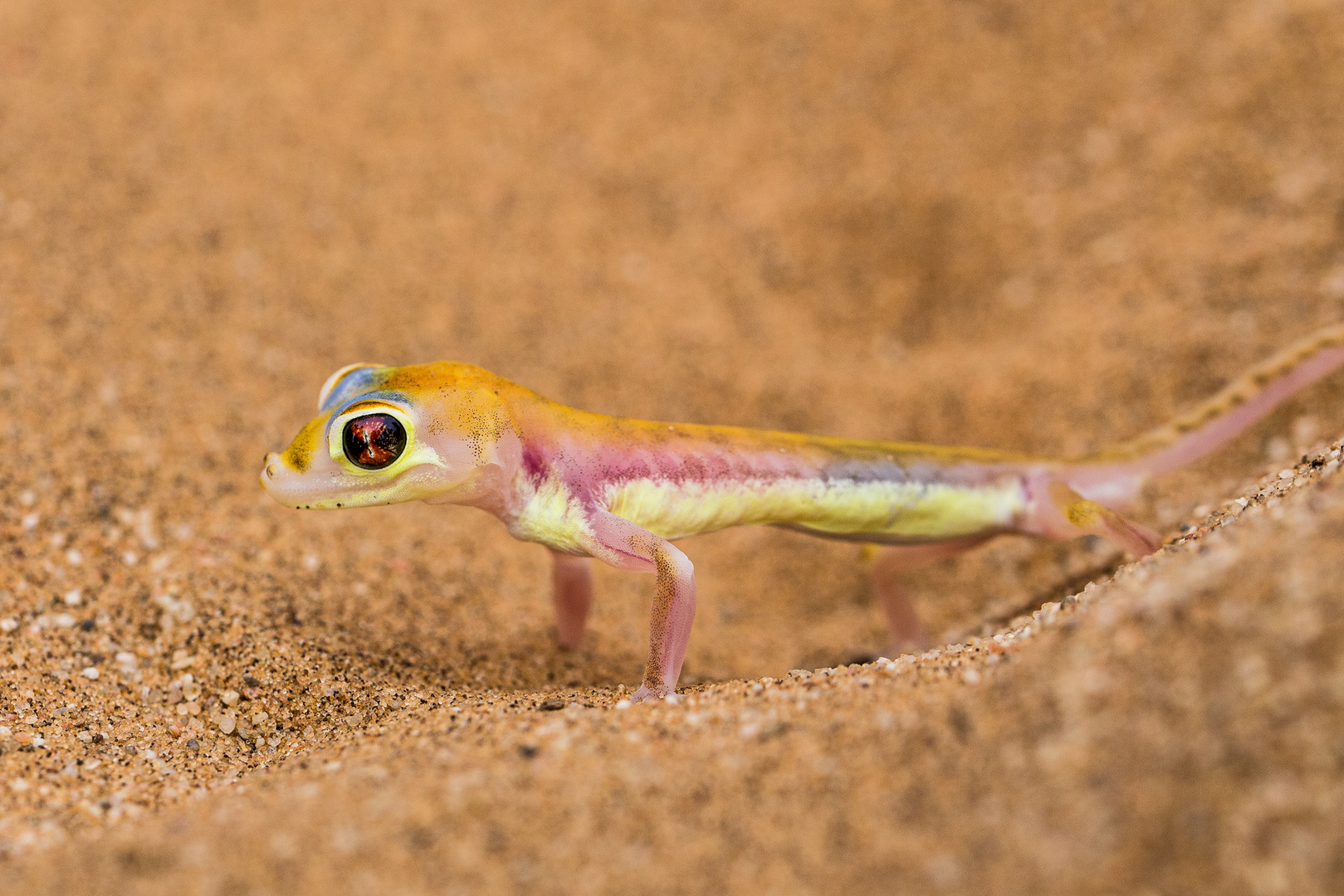 Der Palmatogecko...