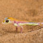 Der Palmatogecko...