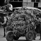 der palmenblätterpackerlwagenschieber, burma 2011