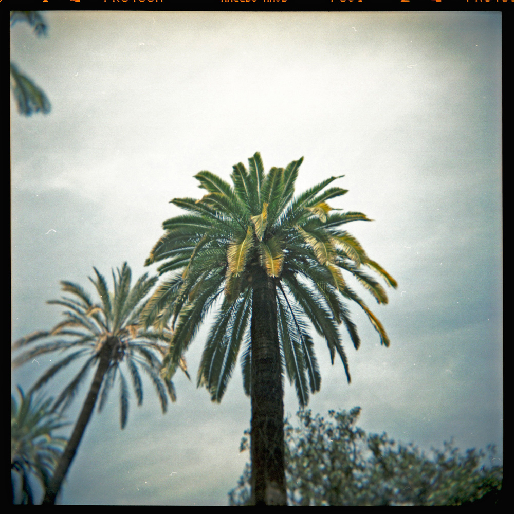 der palmengärtner II