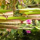 Der Palmengarten bietet so viele unterschiedliche Pflanzen aus der ganzen Welt.