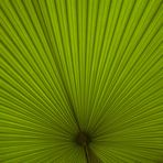 Der Palmwedeltunnel
