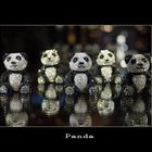 Der Panda